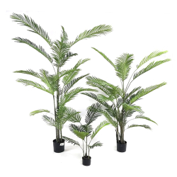 Φοίνικας Areca σε κασπώ, 120cm Υ:120cm