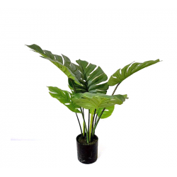 Φυτό Monstera σε κασπώ, 60cm Υ:60cm