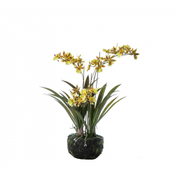 4πλή ορχιδέαOncidium με ρίζα και χώμα κίτρινη,50cm | ZAROS