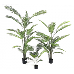 Φοίνικας Areca σε κασπώ, 120cm Υ:120cm